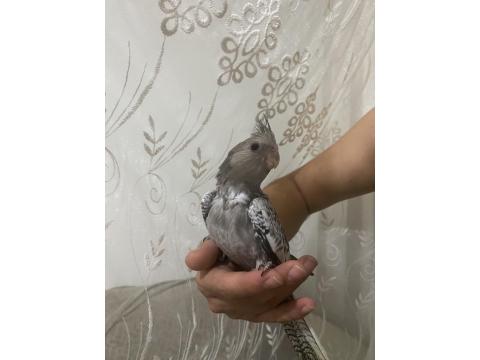 Yavrular 4 Adet Sultan Mevcut Kaçırılmayacak Fırsat