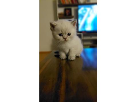Acil British Shorthair Kedisi Yavrularımız