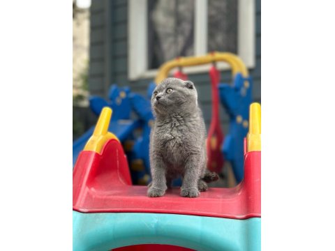 Koca Kafa Scottish Fold Yavrumuz