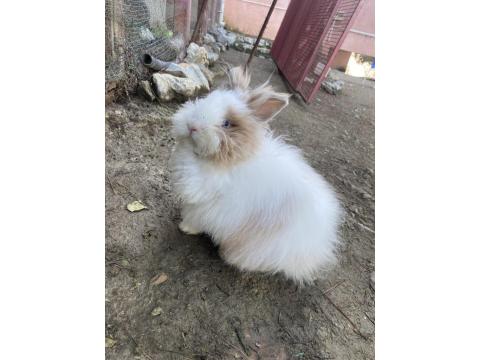 Aslanbaş Güzeli Dişi Tavşanımız