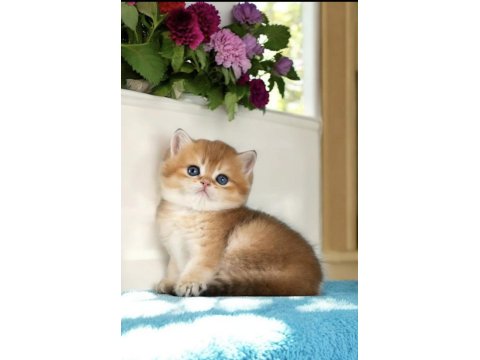 Show Kalite British Shorthair Golden Bebekler