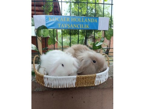 Hollanda Teddy Lop 2 Aylık Tavşan Yavrular