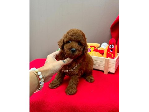 Safkan Toy Poodle Yavruları