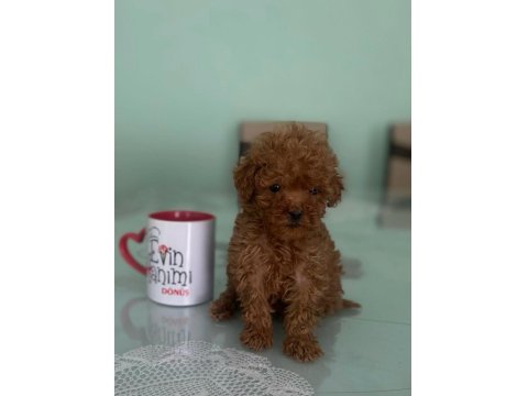 Tea Cup Toy Poodle