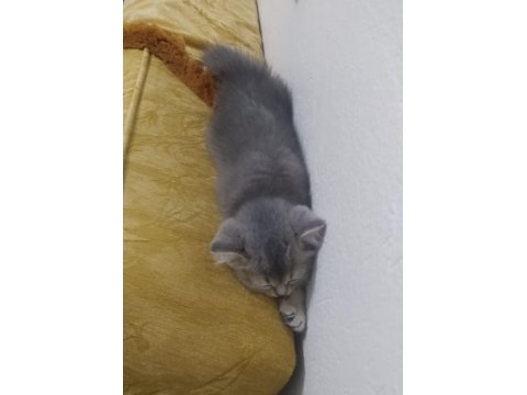 2 Aylık Yavru British Shorthair