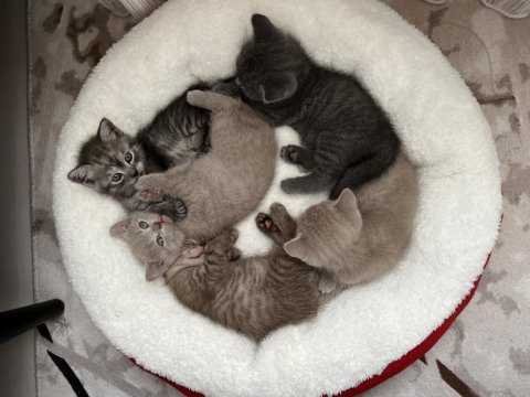 British Shorthair Yavruları