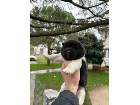 Amerikan Akita Safkan Yavrular