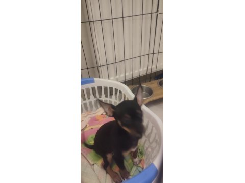 3 Aylık Minyatür Pinscher