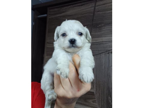 Sağlıklı Maltese Cinsi Köpekler