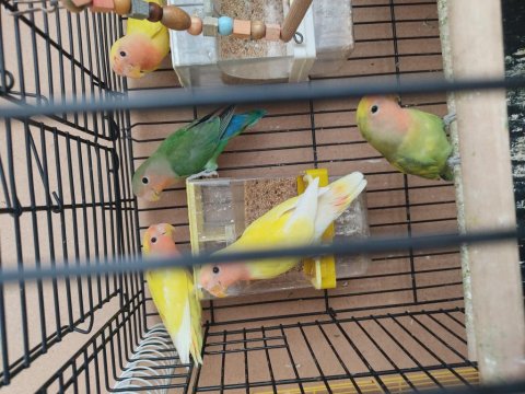 5 Adet 3-4 Aylık Sevda Papağanı Yavruları