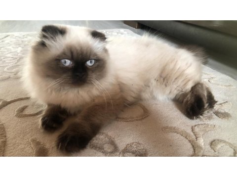 Sevimli Scottish Fold Kedisi