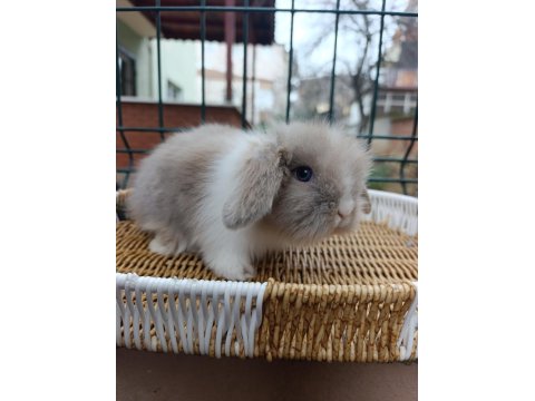 Orjinal Hollanda Teddy Lop Tavşanı Yavrular