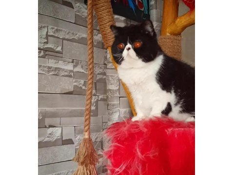 Cfa Şecereli Exotic Shorthair Dişi