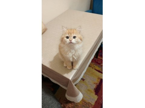 British Golden Longhair Erkek