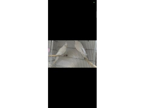 Sultan Papağanı Takım Ve Yavrular