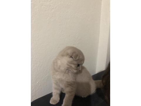 Uyguna Ev Ortamında Yetişme Yavru Kedimiz