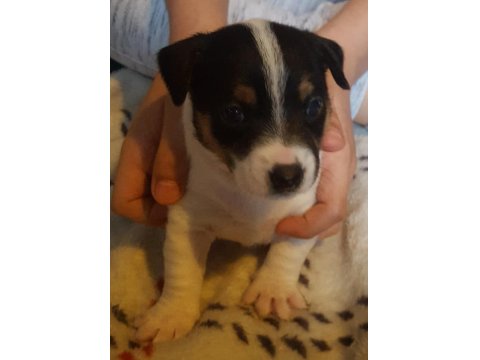 Irk Garantili Jack Russell Yavruları