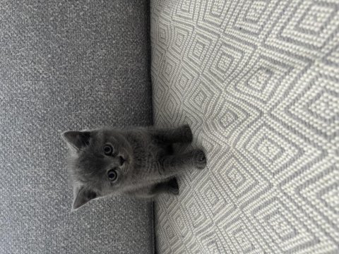 İzmir’in British Shorthair Prens Ve Prensesleri