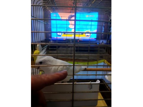 6 İle 8 Aylık Kar Beyazı Sultan Papağanı