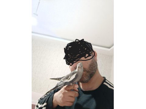 Ele Alışık Konuşturmalık Yada Damızlık Sultan Yavrusu