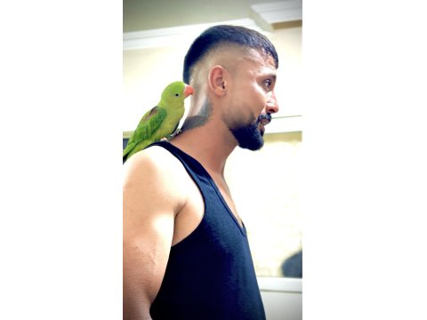 Full Evcil Alexander 6 Aylık