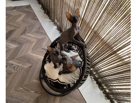 Sphynx Sfenks Bebekleri