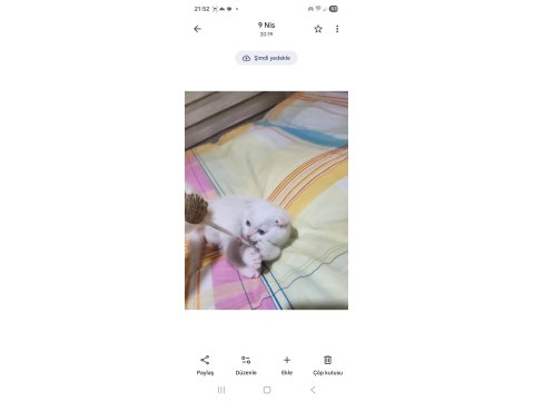 Scottish Fold Blue 2 Aylık
