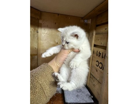 British Longhair Golden Point 37 Günlük Dişi