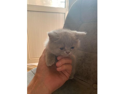 Top Kafa Gri Scottish Fold Ve Silver British Shorthair