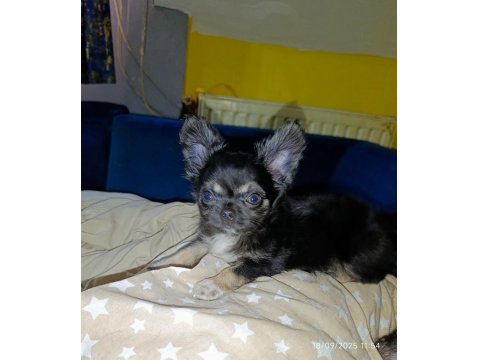 Şivava Bir Dişi Ve Bir Erkek Şivava