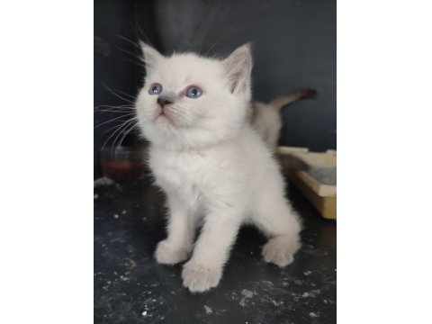 Blue Point Yavru Kedilerimiz