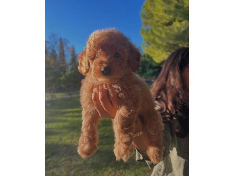 Fci Kif Şecereli Büyük Rusya Şampiyonu Baba Ve Tr Ch Anneden Poodle Yavruları