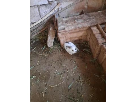 Kaliforniya Damalı Tavşan