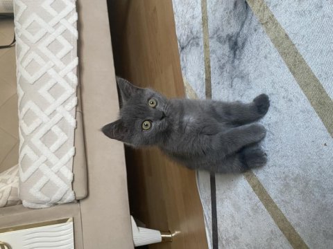 Yavru British Shorthair Kedisi