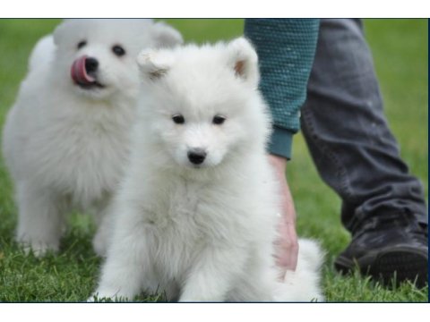 Samoyed Yavruları