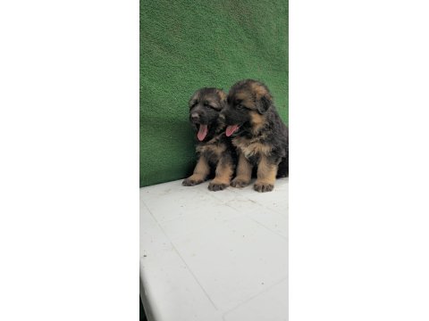 Showline Alman Kurdu Yavruları Kızıl Ve Siyah