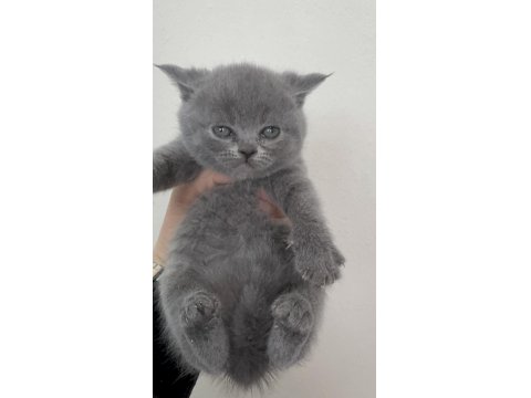 British Shorthair Yavru Kediler