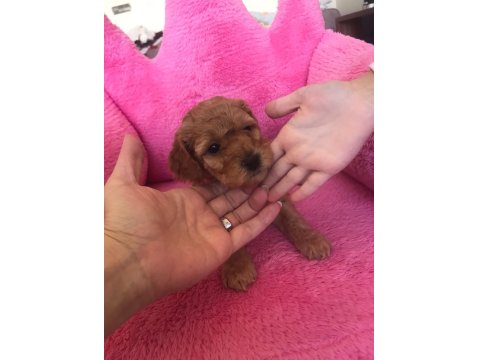 Sağlıklı Kore Poodle