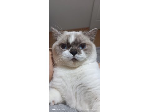 8 Aylık Erkek Kedimiz