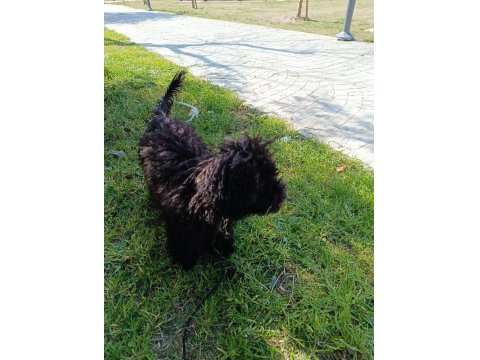 6 Aylık Siyah Toy Poodle