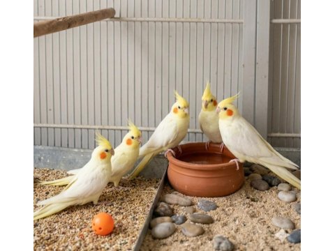 Fethiye Sultan Papağanı Yavruları