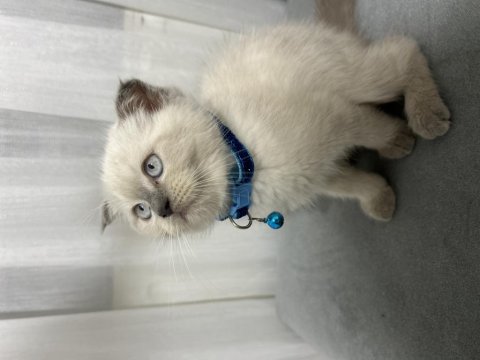 Scottish Fold Kedimiz