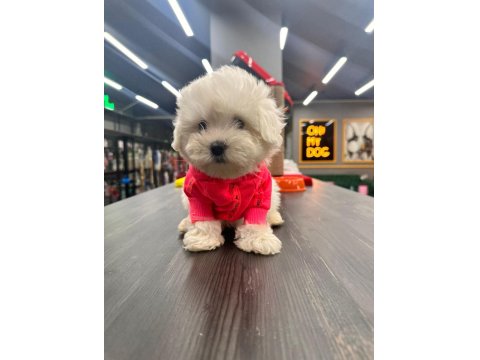 Minik Kalan Büyümeyen Maltipoo Bebekler
