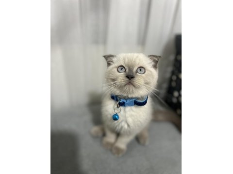 Scottish Fold Kedimiz