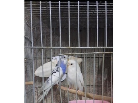 Renk Güzeli Takım Muhabbet Kuşlar