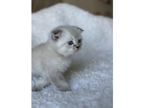 Scottish Fold Blue Point Yavru Kedim