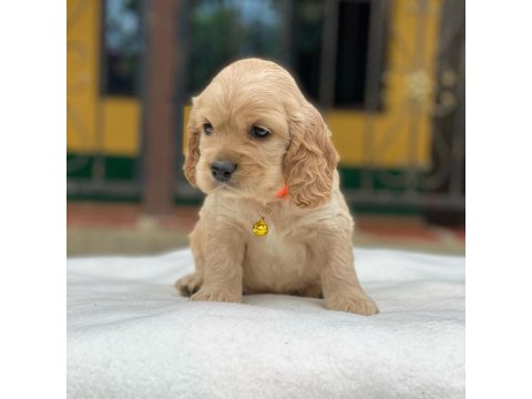 Sevimli Cocker Köpeği Yavruları