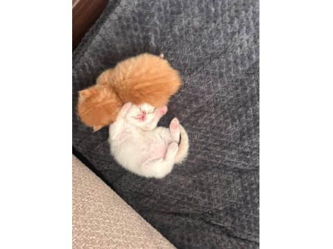 İran Kedisi Yavrular