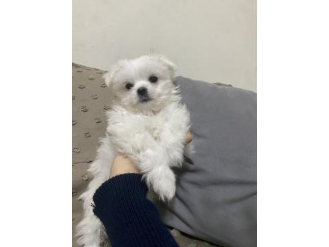 En Ufak Boy Maltese Yavrular