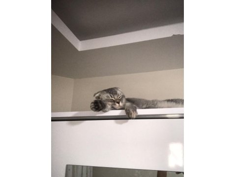 1.5 Yaşında Scottish Fold Kızımıza Yuva Arıyoruz